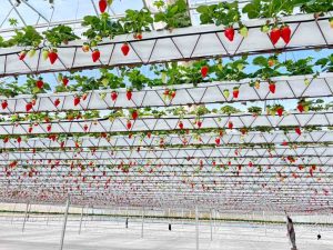 Hydroponic Strawberry System