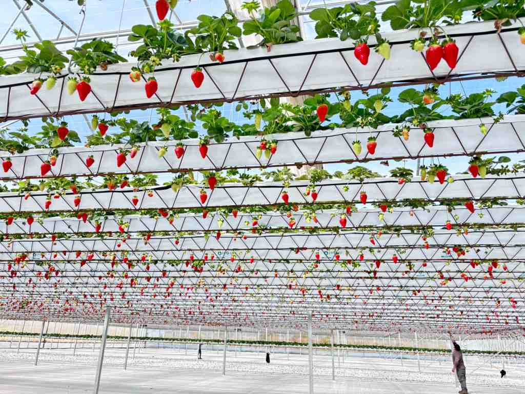 Hydroponic Strawberry System