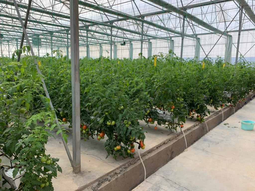 Hydroponic Fixed Tomato System