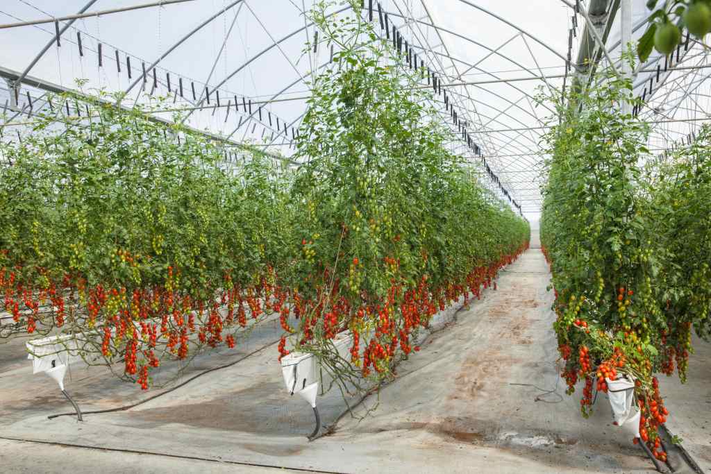 Hydroponic Suspended Tomato System